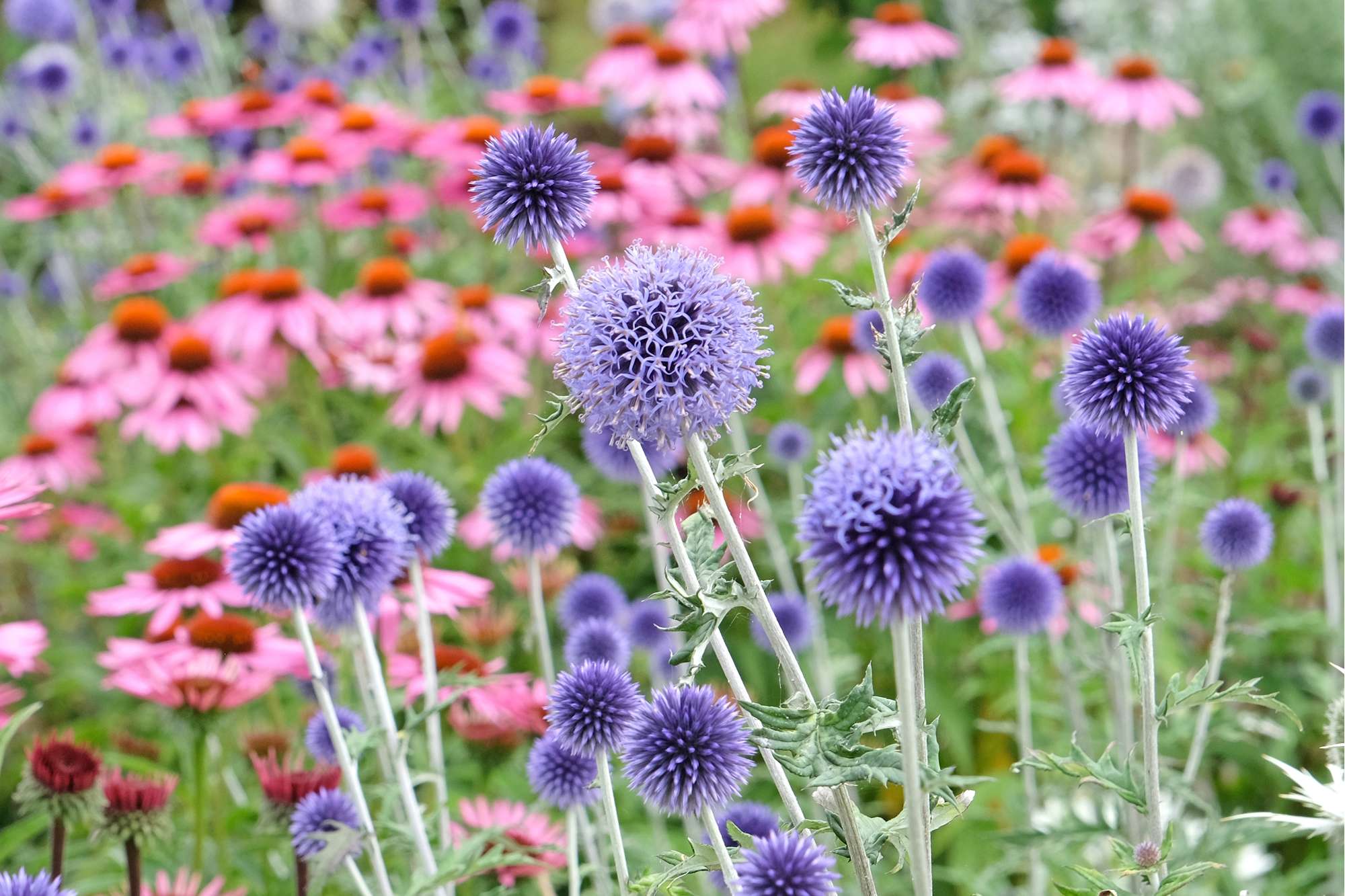 Bolltistel 'Veitch's Blue'